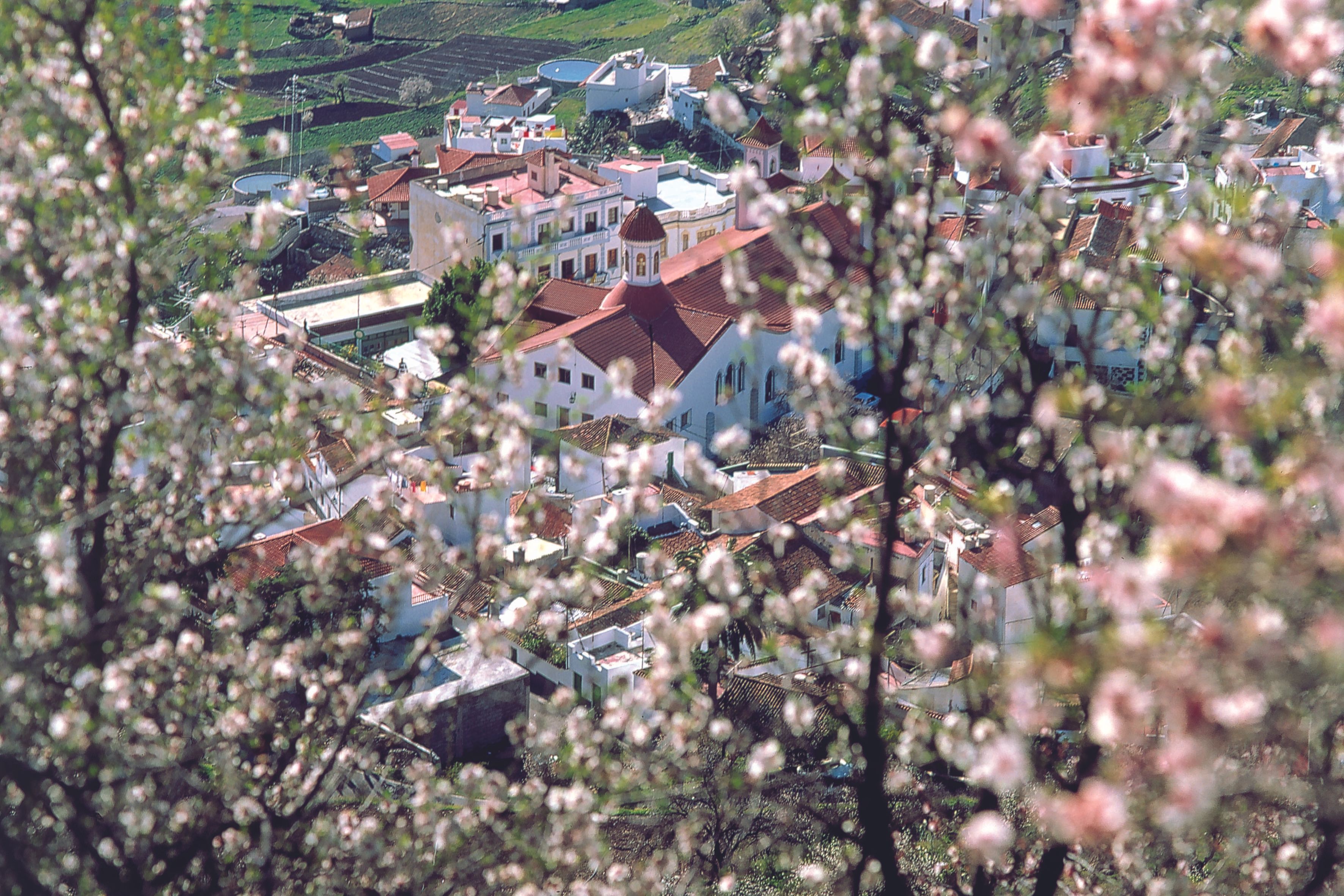 Almendros Tejeda