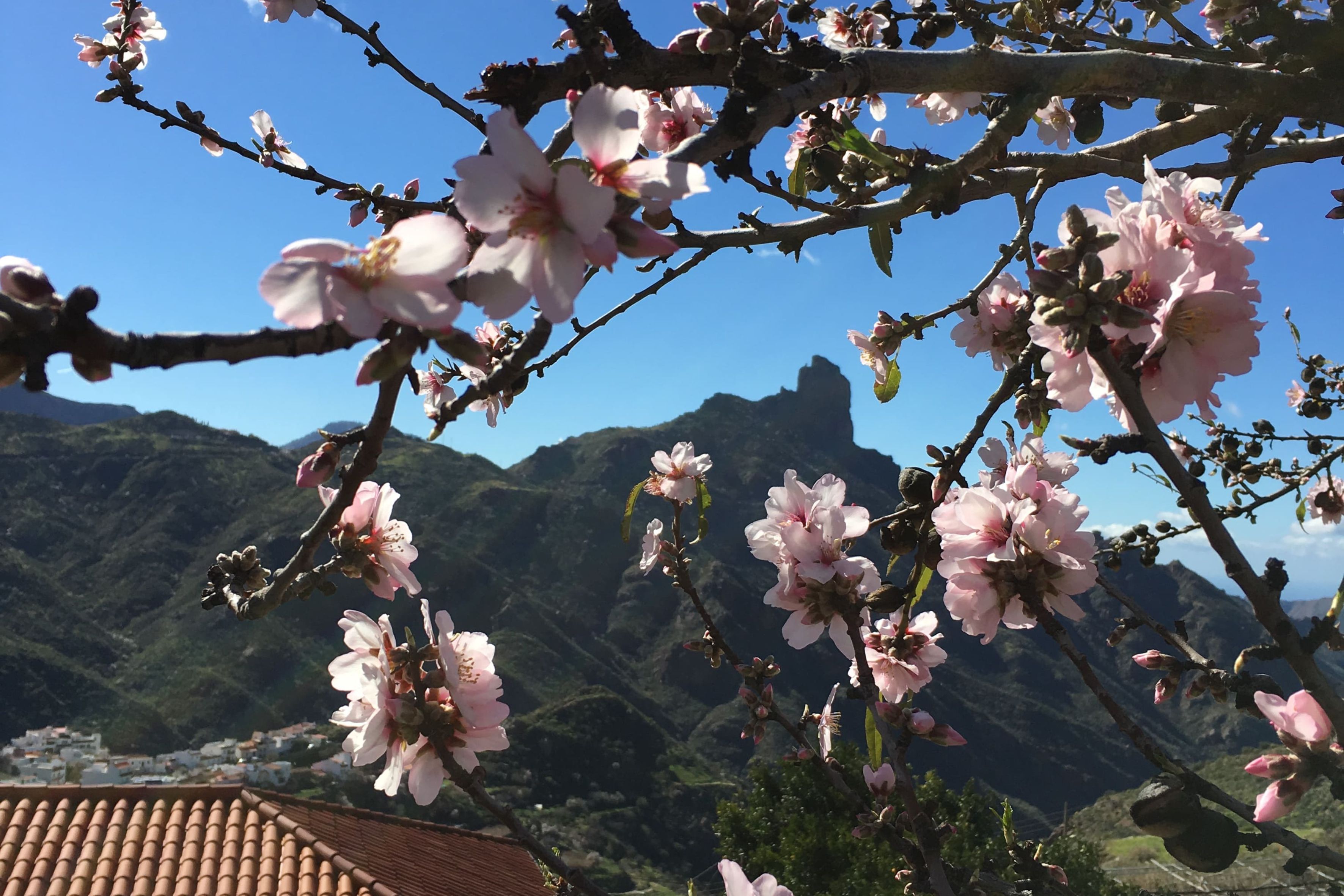 Almendros Tejeda