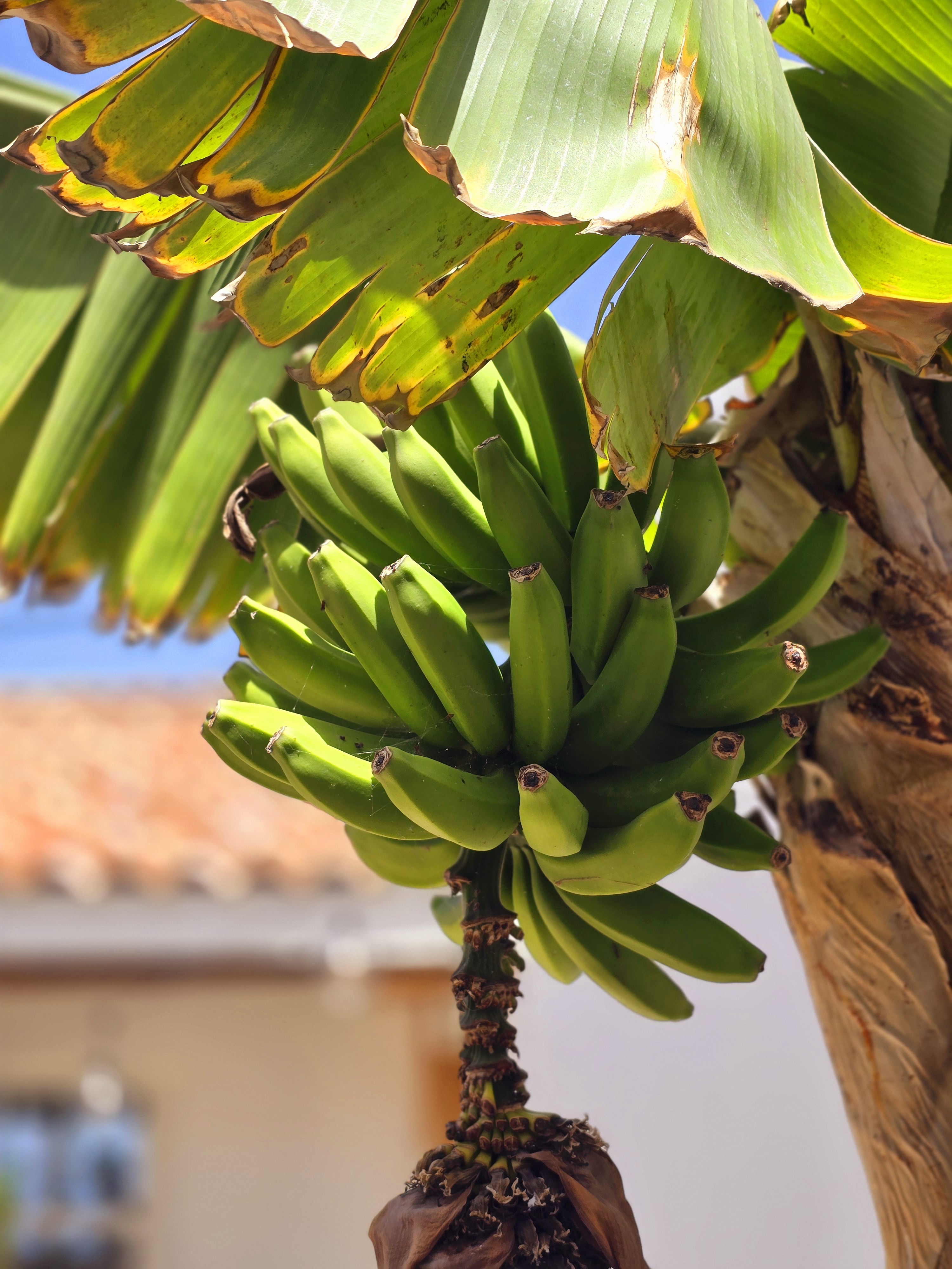 Banane