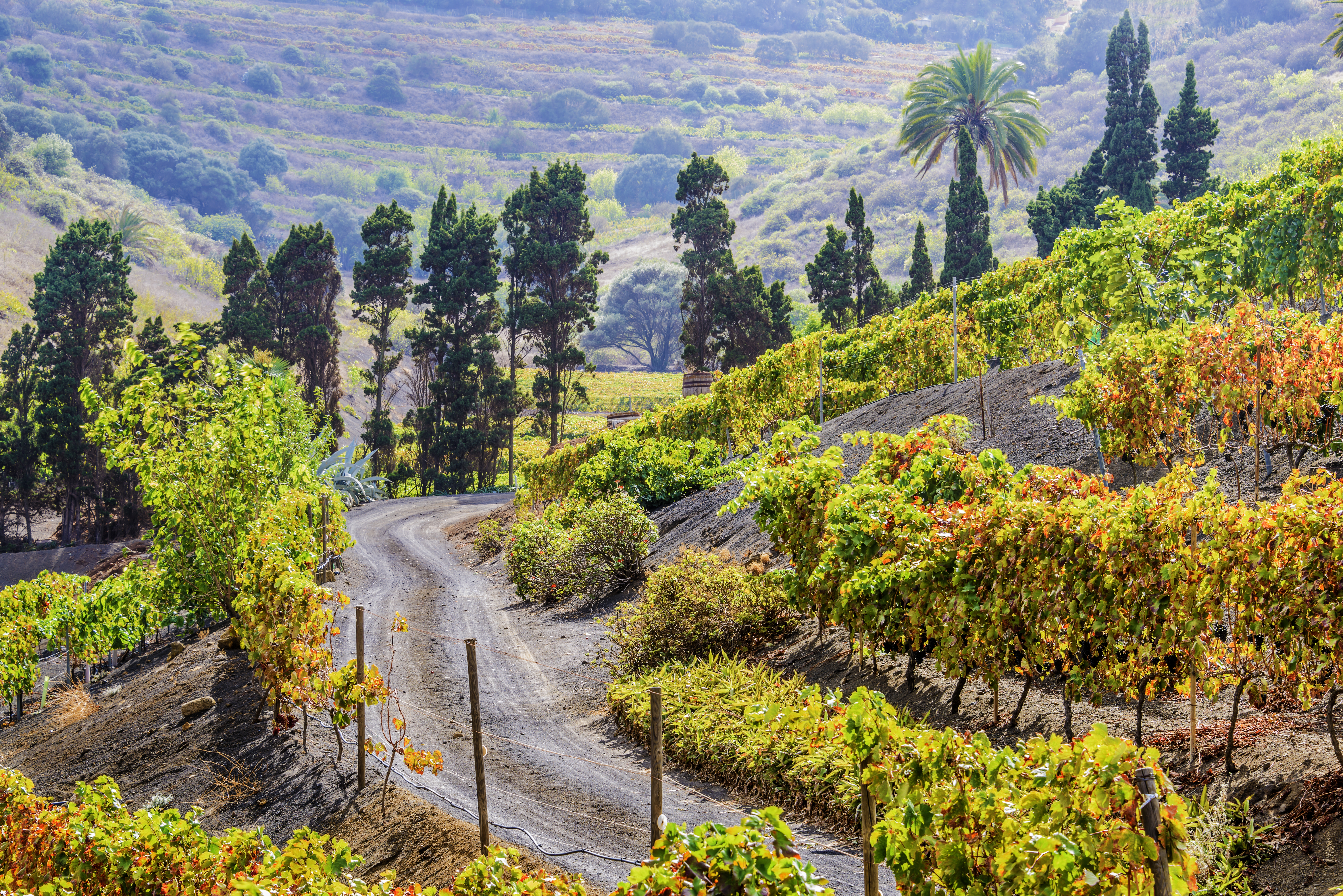 Bandama Viñedos