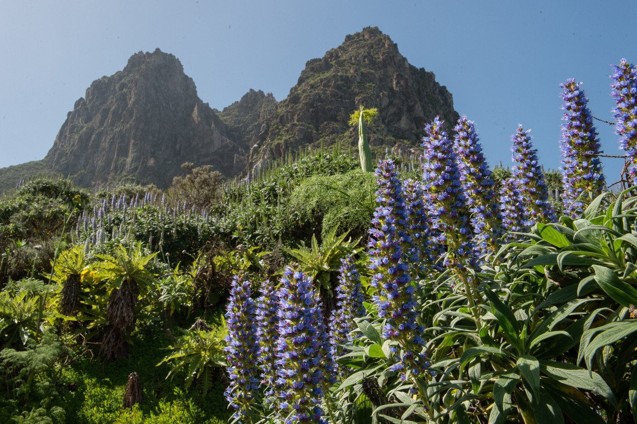 Tijanaste Azul Gran Canaria