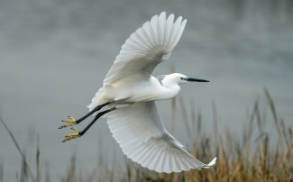 Little Egret