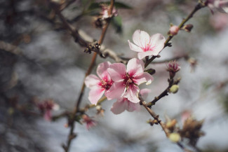 Almendro