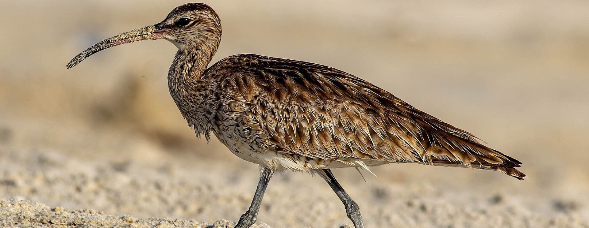 Eurasian whimbrel