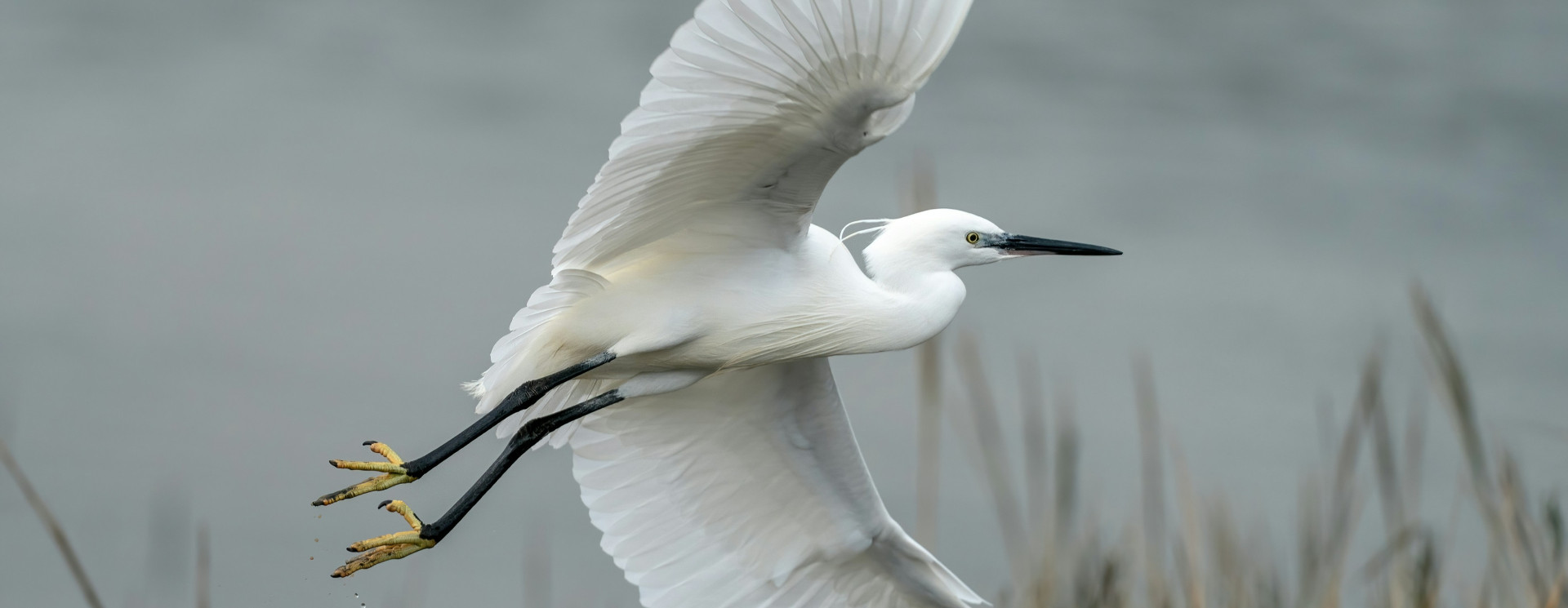 Little Egret