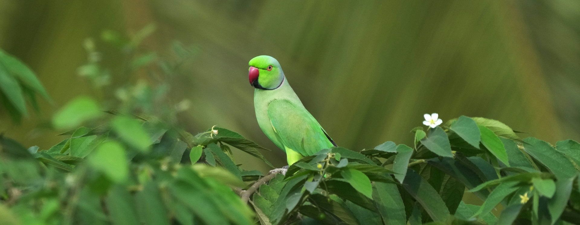 Rose Ringed Parakeet