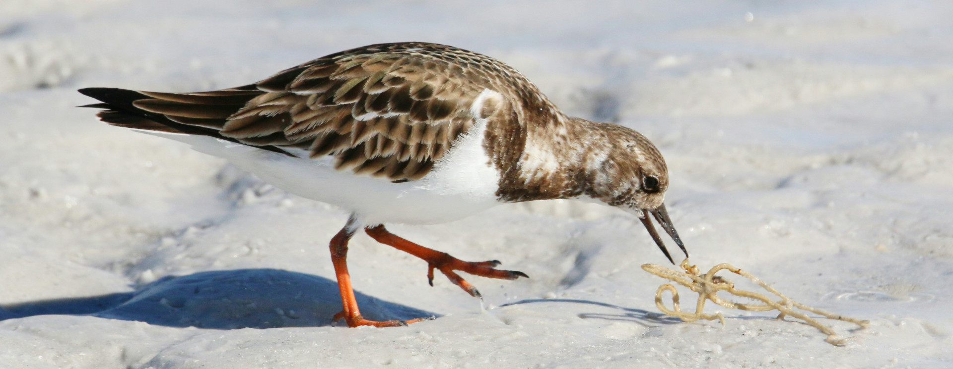 Ruddy Turnstone